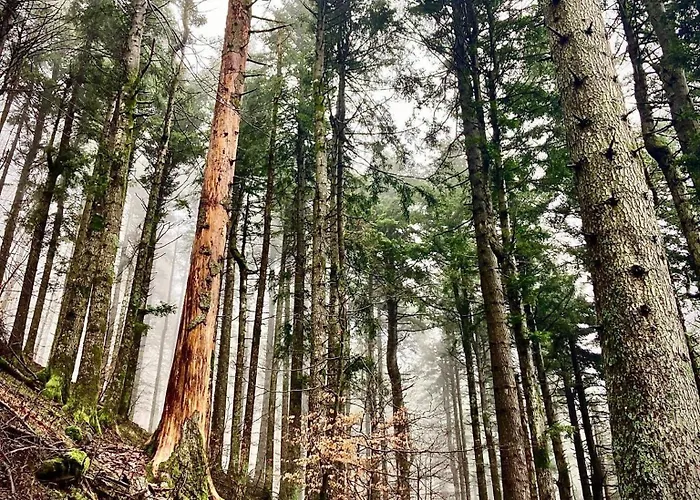 Apartman I Due Cervi